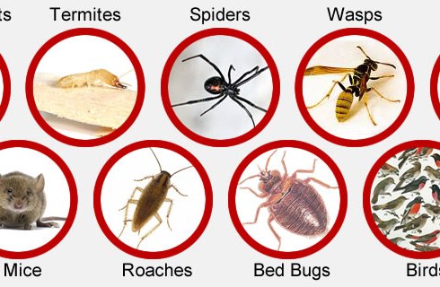 Photo of الأمراض التي تسببها الحشرات للانسان