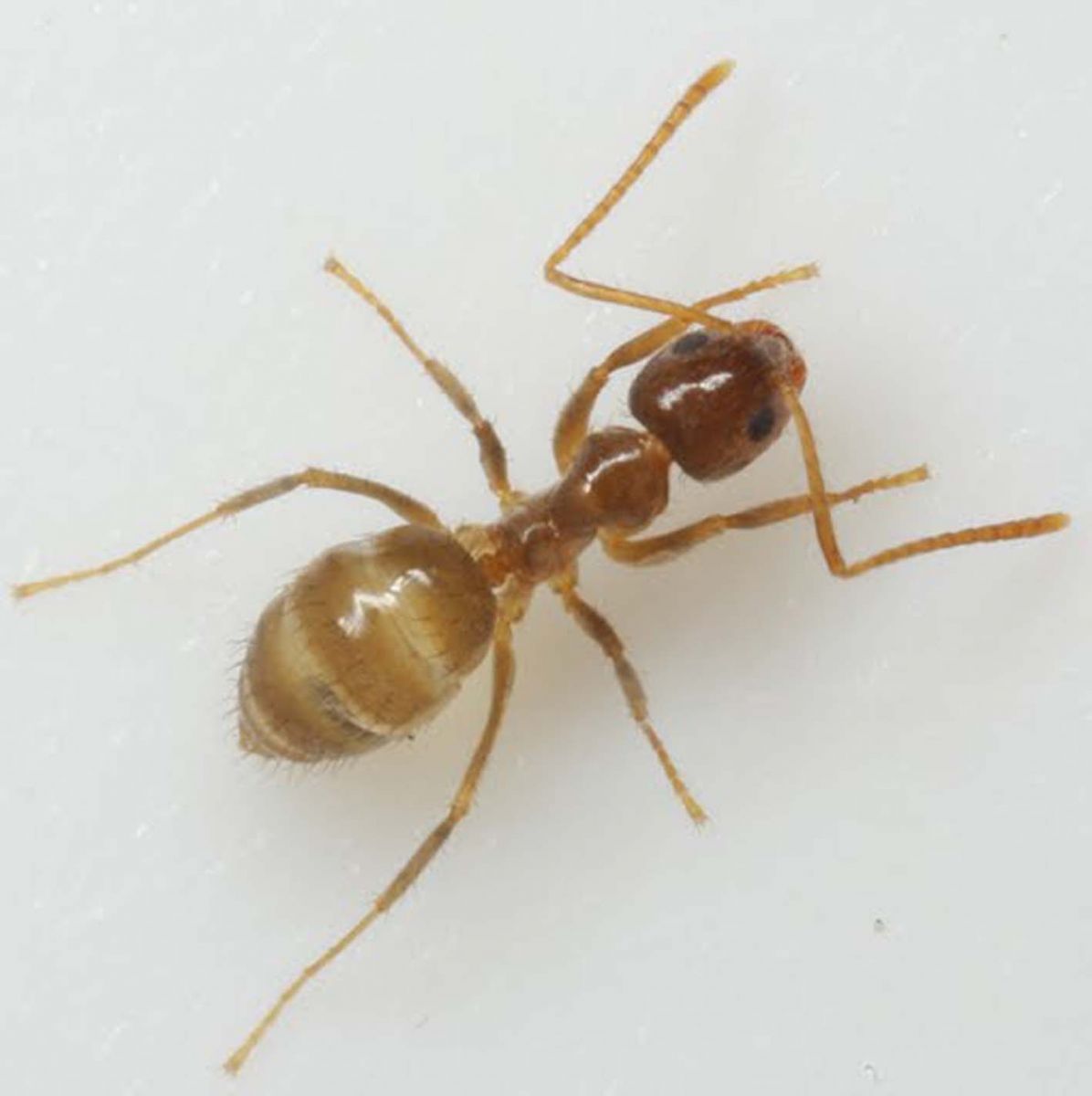 Photo of مكافحة النمل