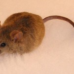مكافحة الفئران