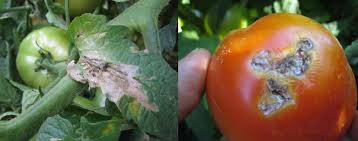 Photo of طرق مكافحة الافات التى تصيب الطماطم