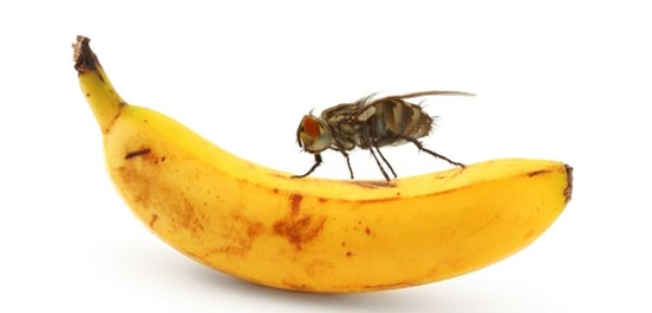 التخلص من ذبابة الفاكهة