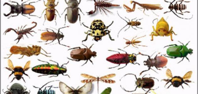 Photo of علاقة الحشرات بالانسان
