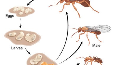 Photo of طرق مكافحة النمل نهائيا