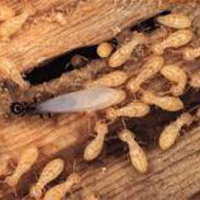 Photo of اسباب ظهور النمل الابيض في المنزل