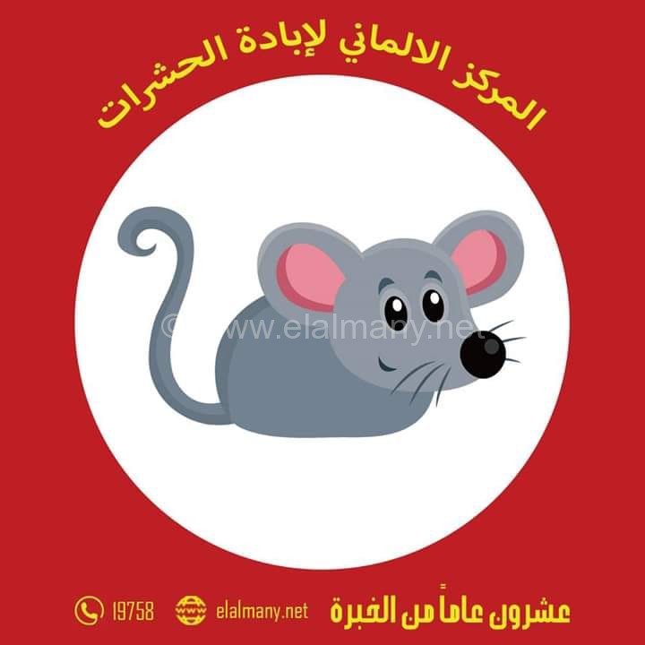 Photo of أفضل الطرق في القضاء على الفئران