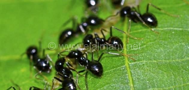 Photo of كيف تقضي على النمل الأسود فى منزلك