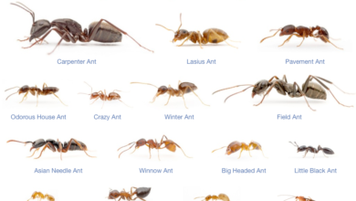 Photo of أنواع النمل وكيفية التخلص منه