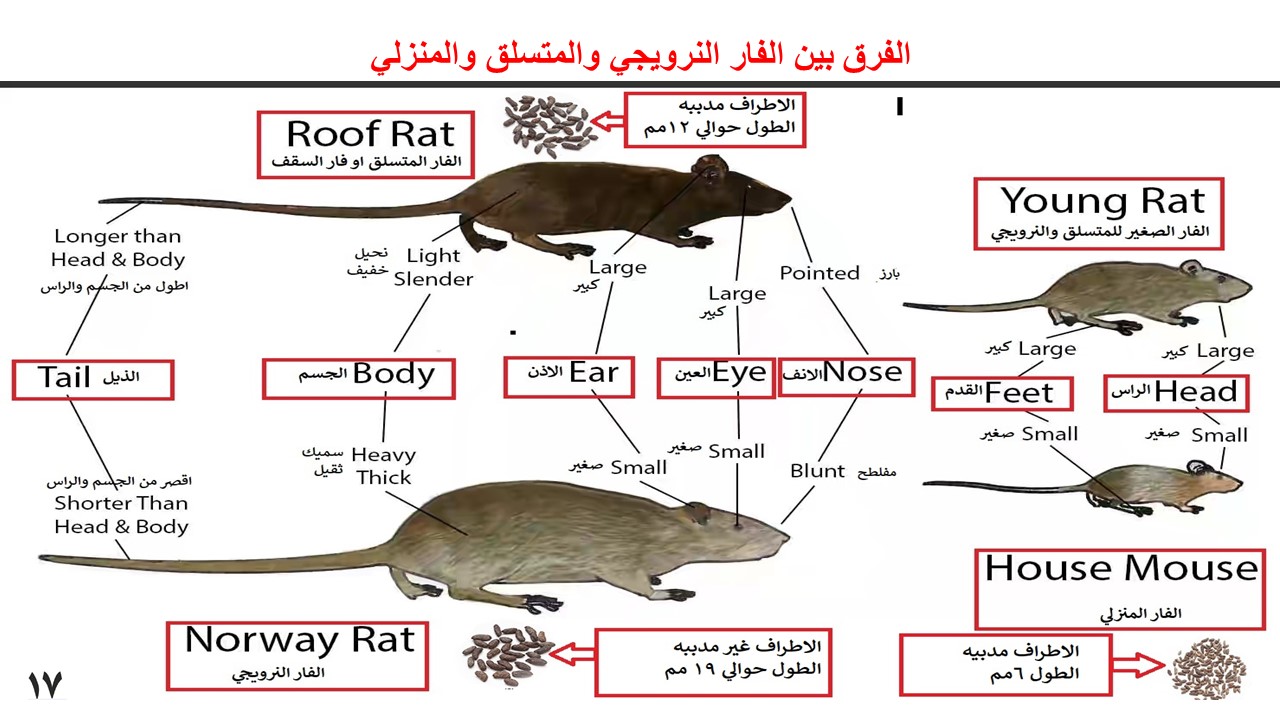 Photo of الفئران المنزلية وأضرارها